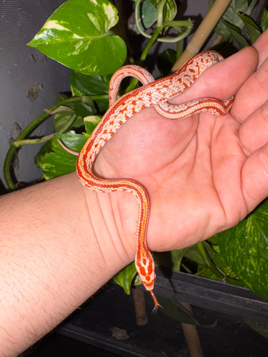 Serpiente del maíz amel tessera (Pantherophis guttatus) 🐍