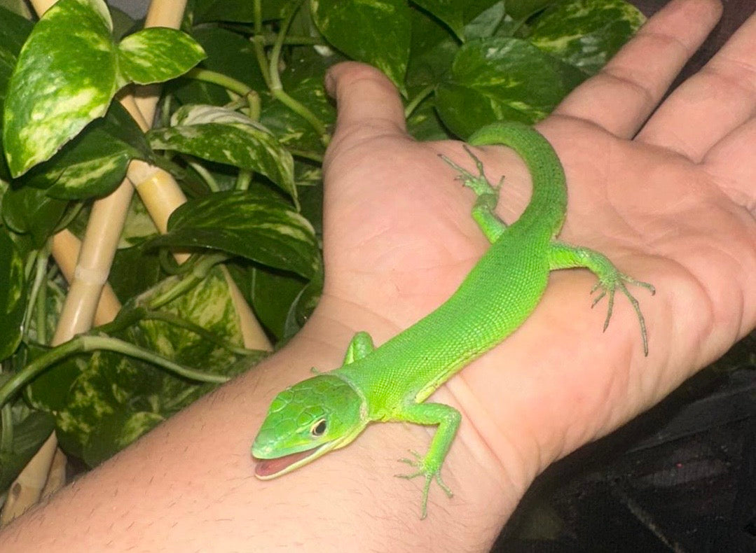 Gastropholis prasina – Lagarto verde arborícola exótico 🦎