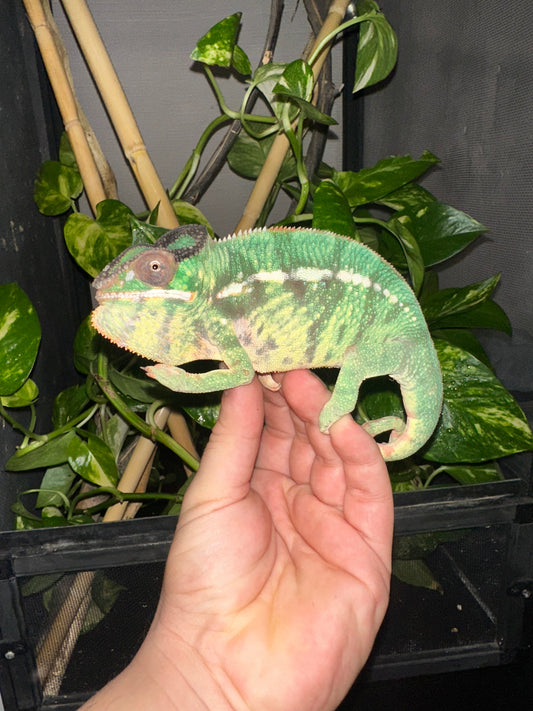 Camaleón Pantera Mitsio (Furcifer pardalis) 💚