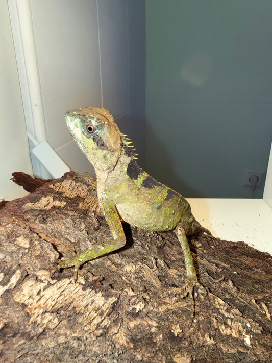 Acanthosaura lepidogaster 🦎