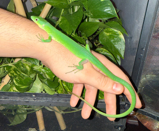 Gastropholis prasina – Lagarto verde arborícola exótico 🦎