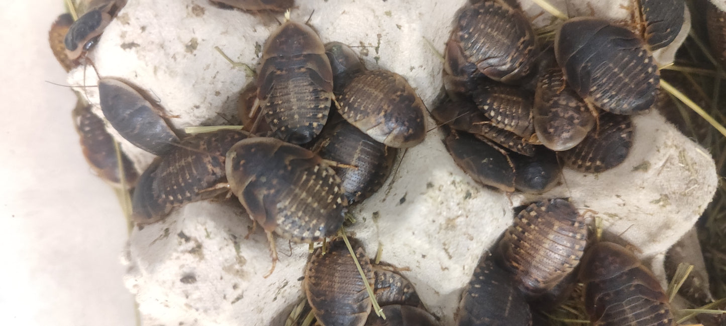 Cucaracha Blaptica Dubia