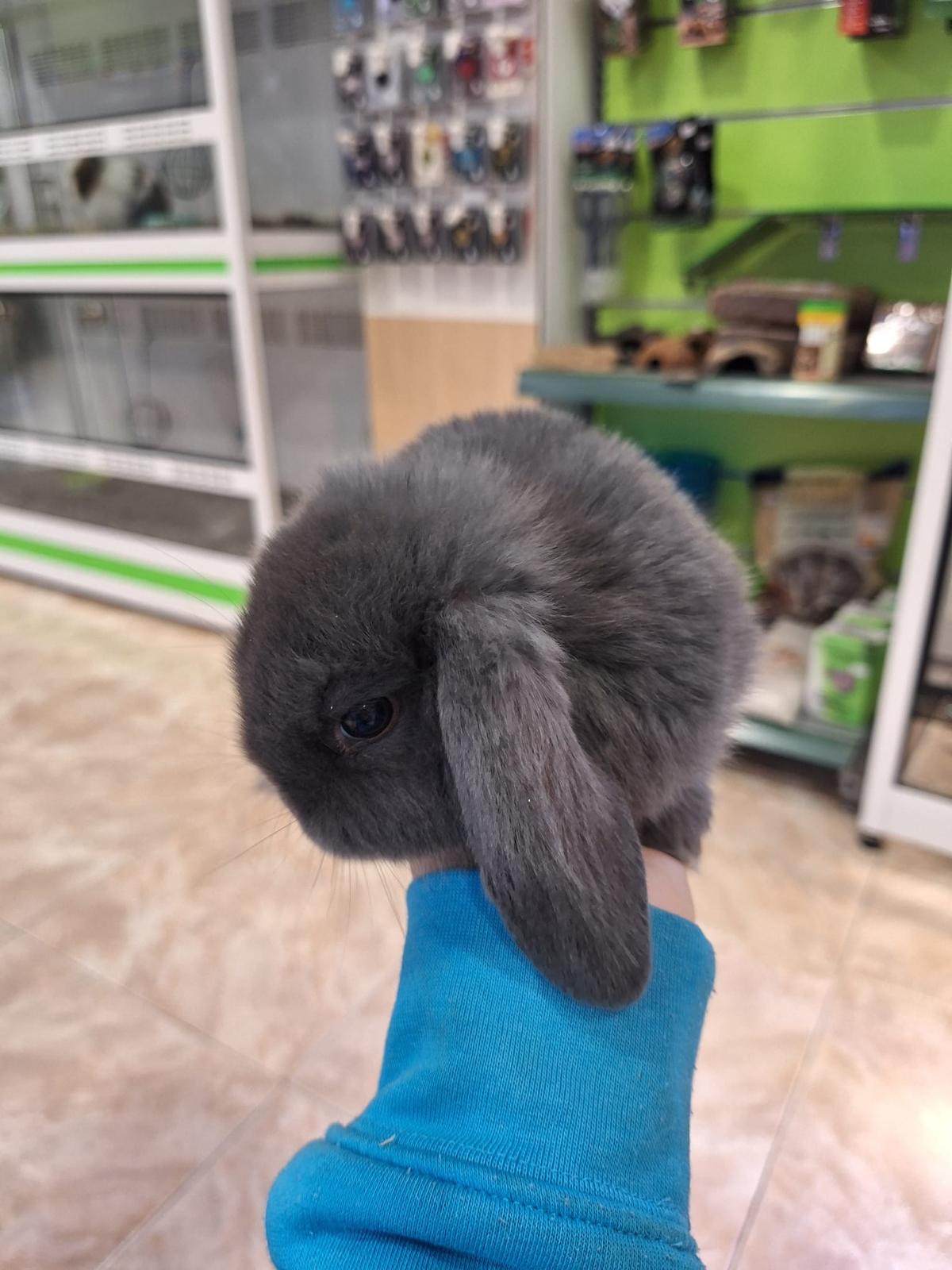 Conejo Miniloop
