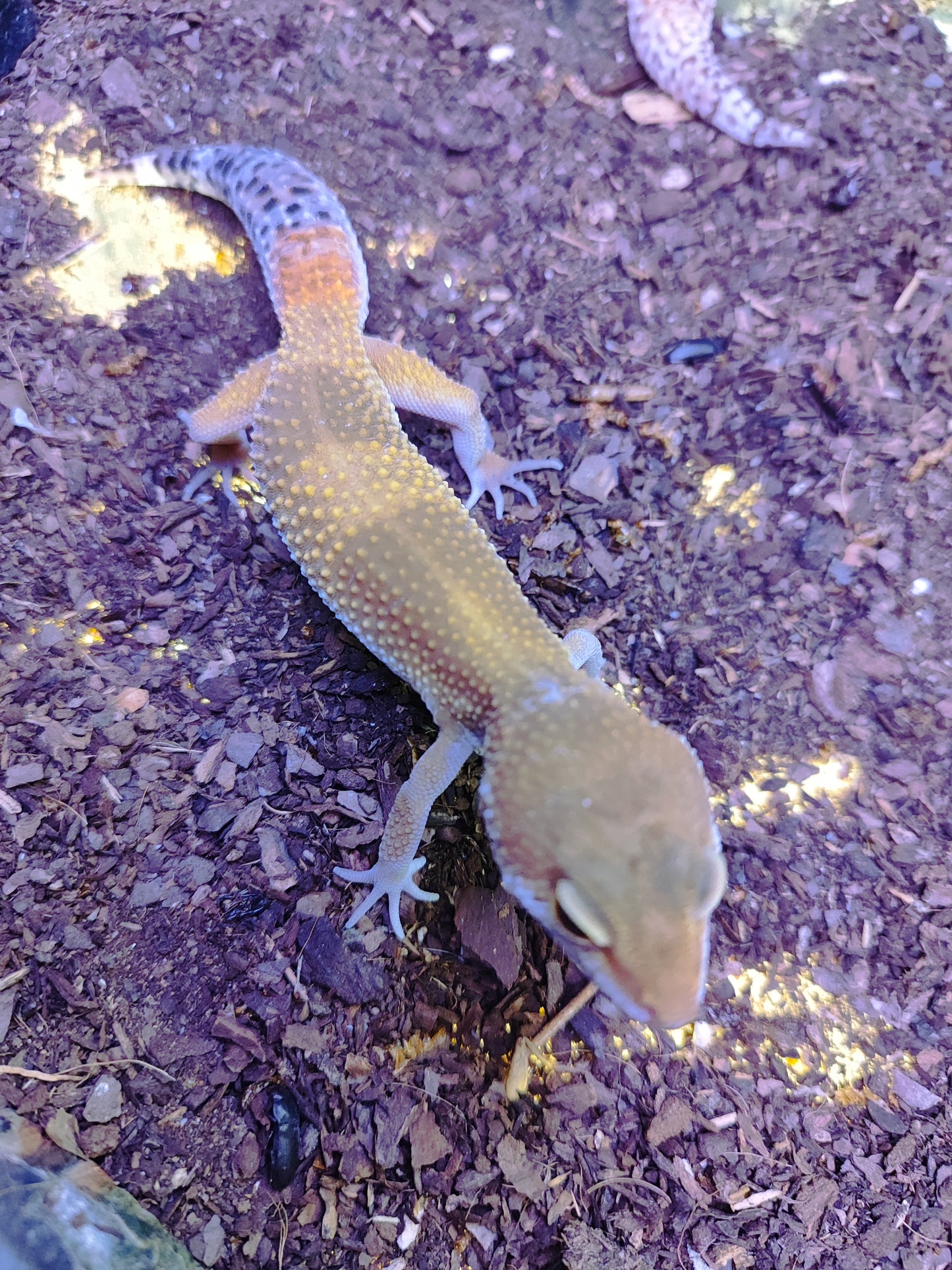Gecko leopardo baby