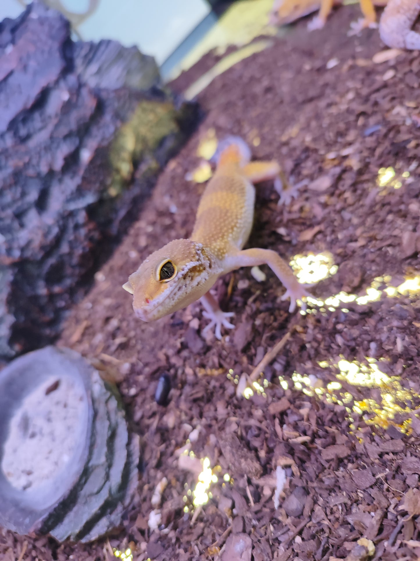 Gecko leopardo baby