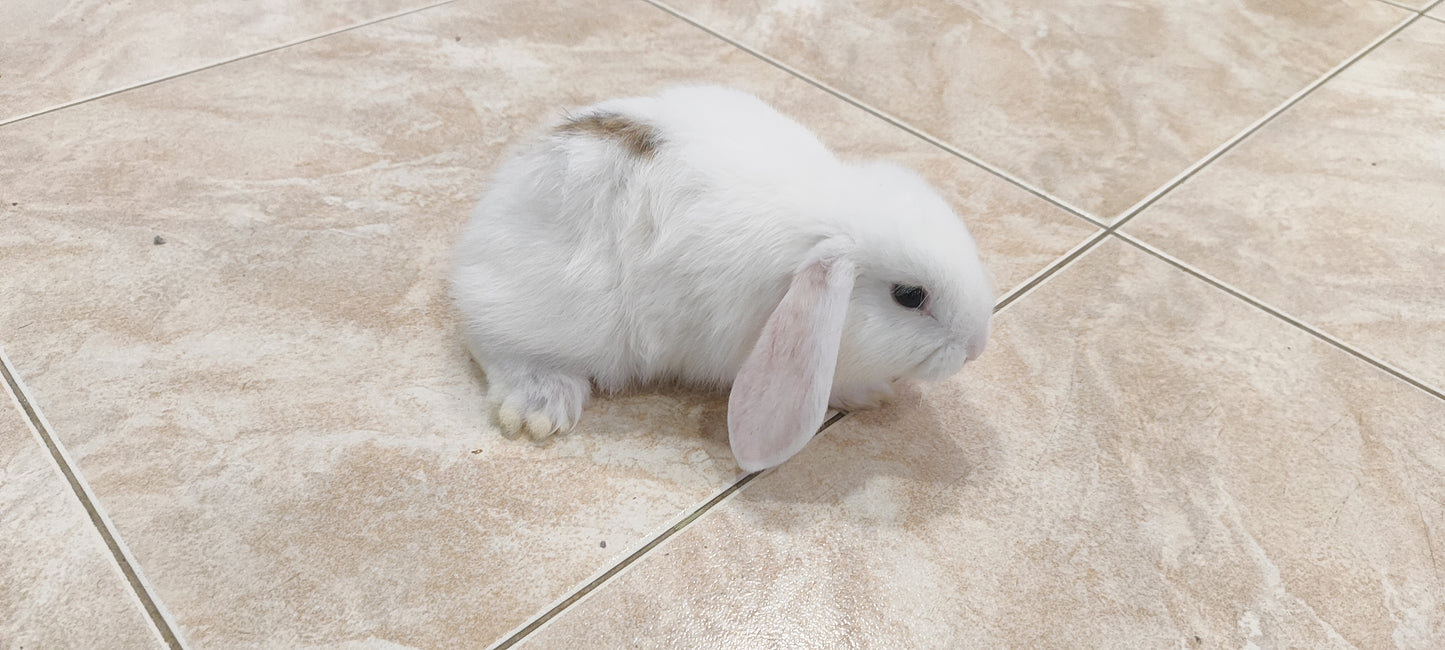 Conejo Belier