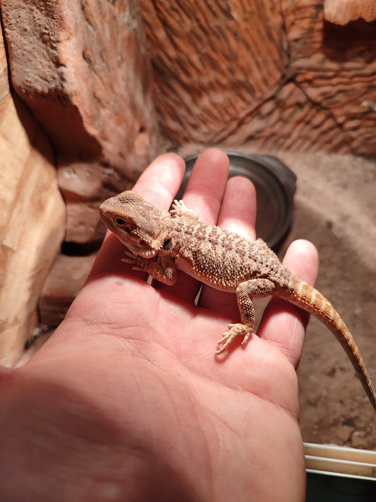 Pogona baby
