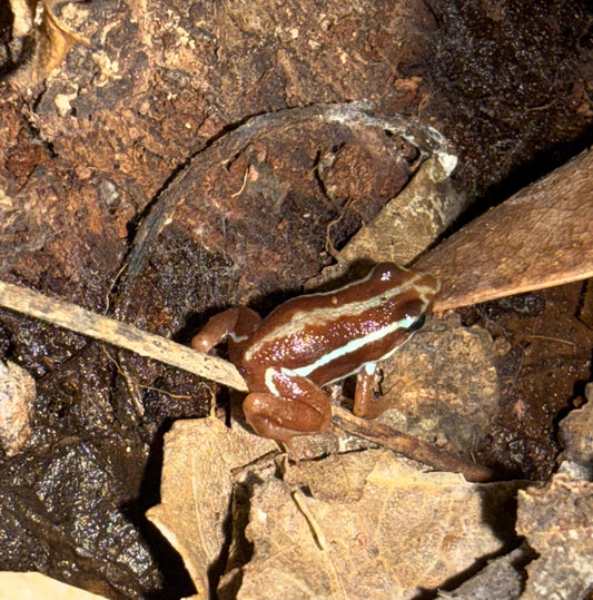 Epipedobates tricolor – Rana venenosa exótica de colores vibrantes 🐸