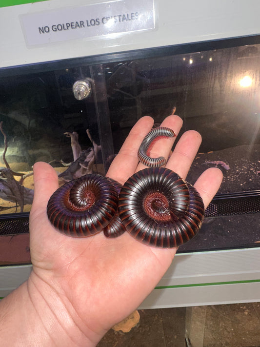 Archispirostreptus gigas 🪱