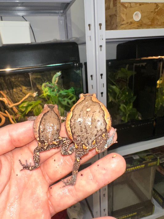 Kaloula pulchra 🐸