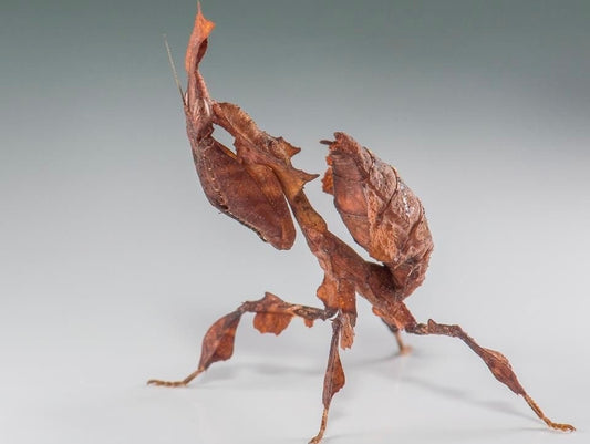 Mantis Fantasma (Phyllocrania paradoxa) 🍂