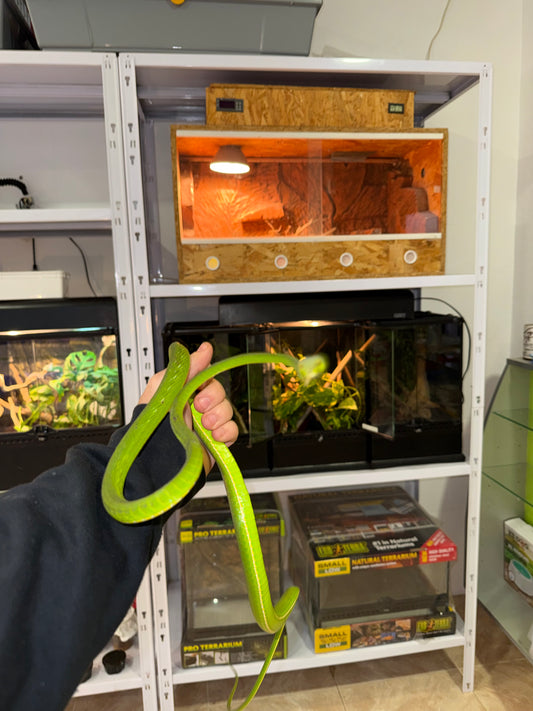 Ahaetulla nasuta 🐍