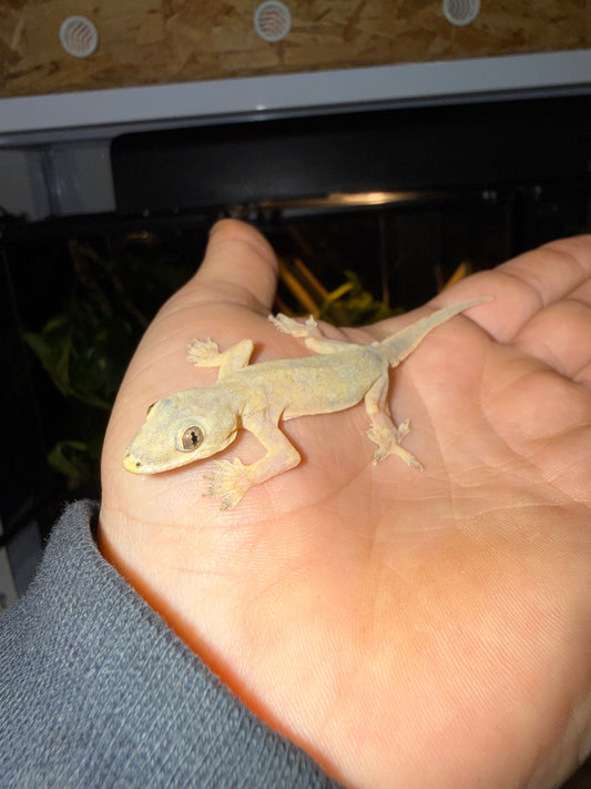 Hemidactylus frenatus 🦎