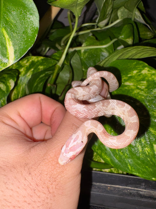 Serpiente del Maíz Snow (Pantherophis guttatus) 🐍