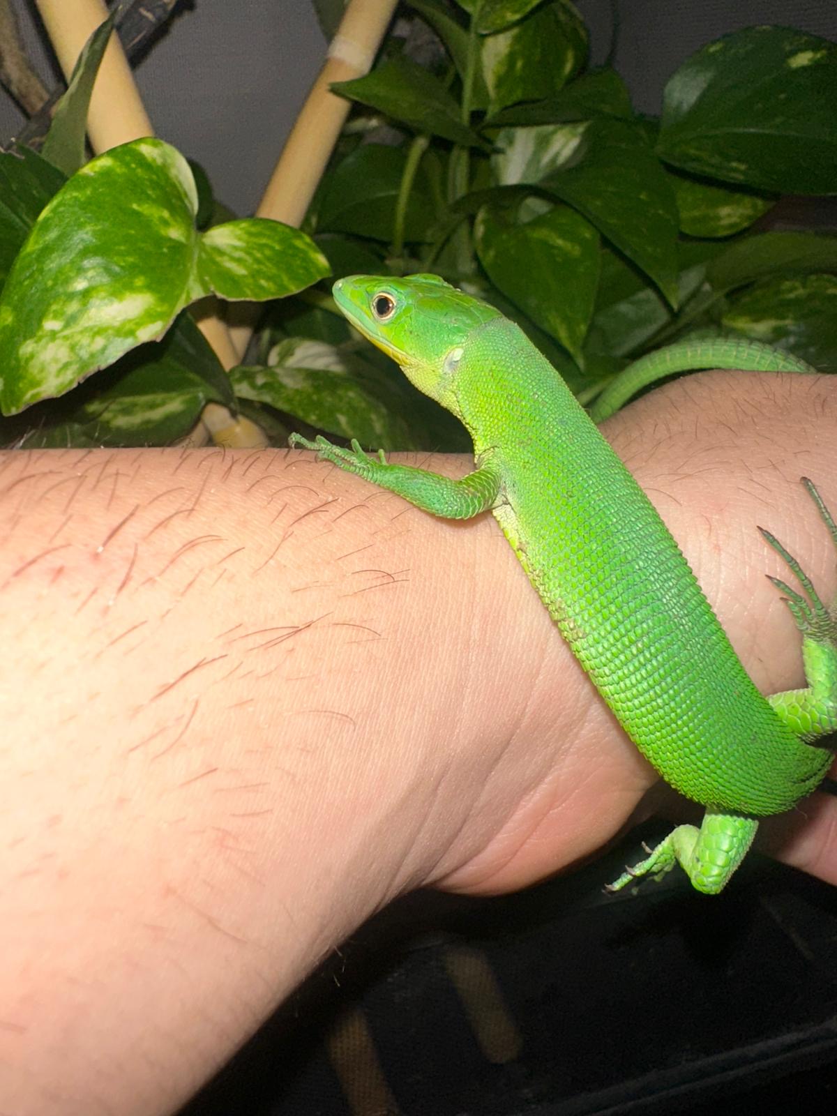 Gastropholis prasina – Lagarto verde arborícola exótico 🦎
