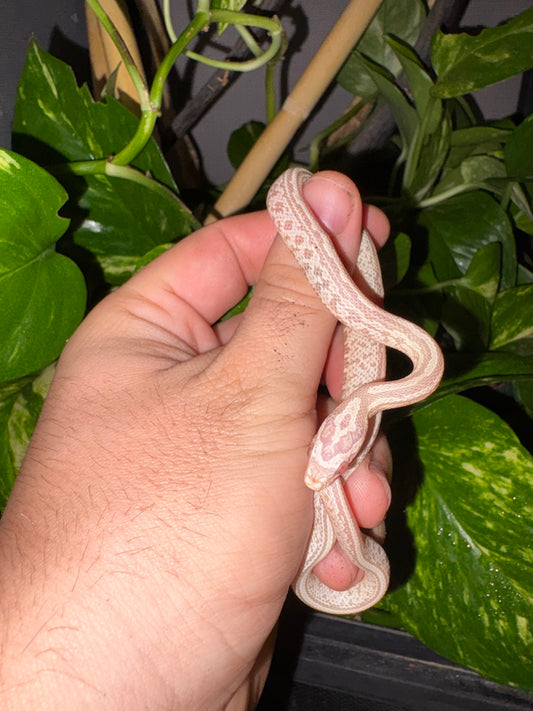 Serpiente del Maíz Snow Tessera (Pantherophis guttatus) 🐍
