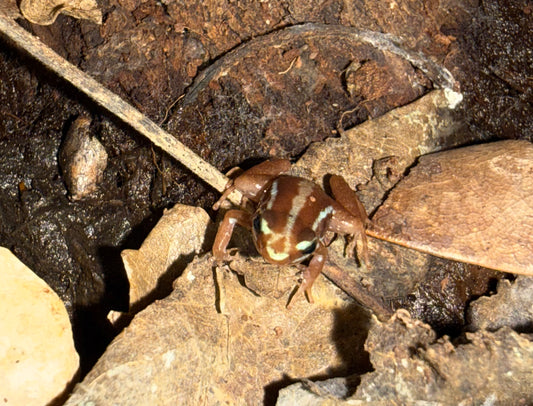 Epipedobates tricolor – Rana venenosa exótica de colores vibrantes 🐸