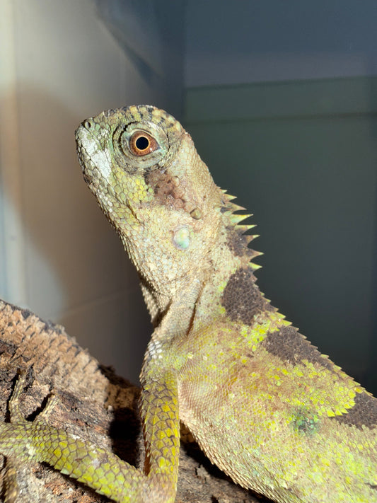 Acanthosaura lepidogaster 🦎