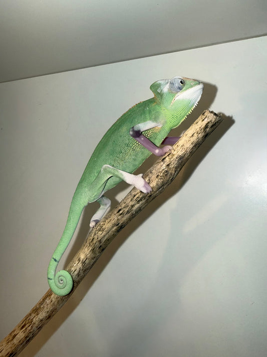 Camaleón Calyptratus Pied Ball (Chamaeleo calyptratus) 💚