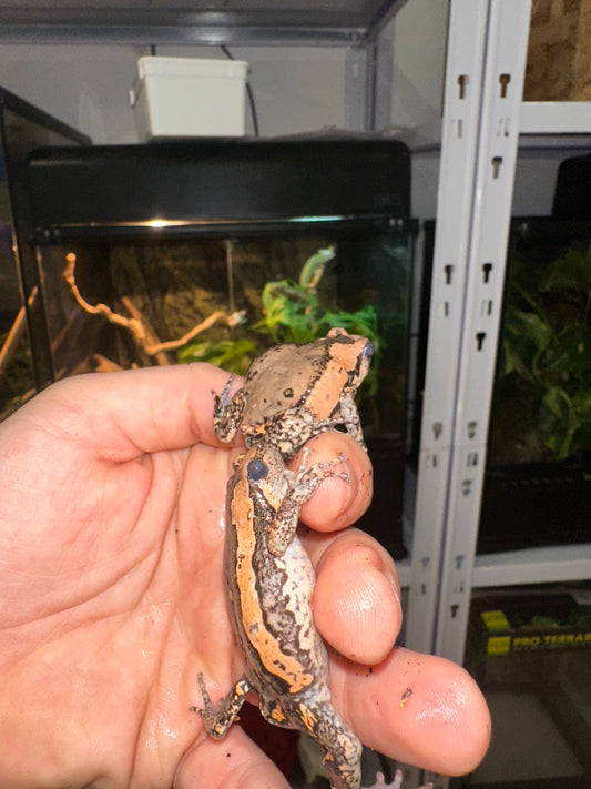 Kaloula pulchra 🐸