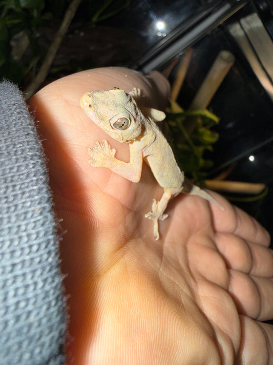 Hemidactylus frenatus 🦎