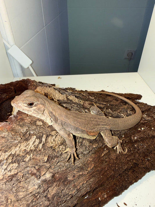 Leiolepis rubritaeniata 🦎