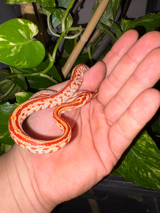 Serpiente del maíz  amel tessera (Pantherophis guttatus) 🐍