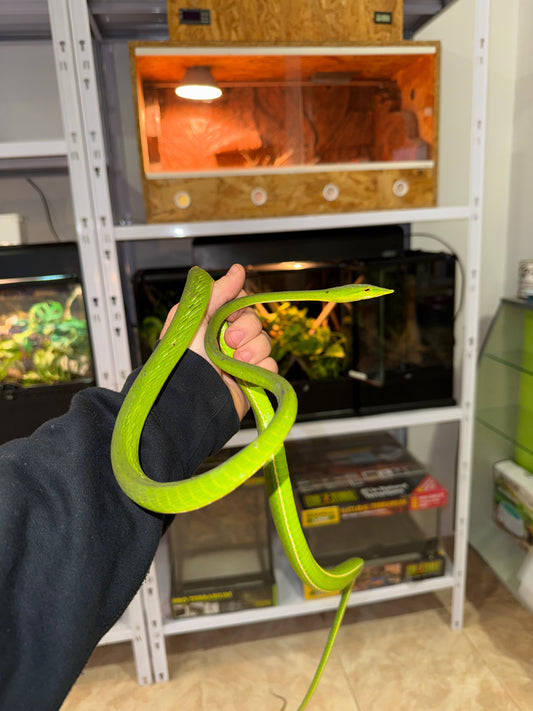 Ahaetulla nasuta 🐍