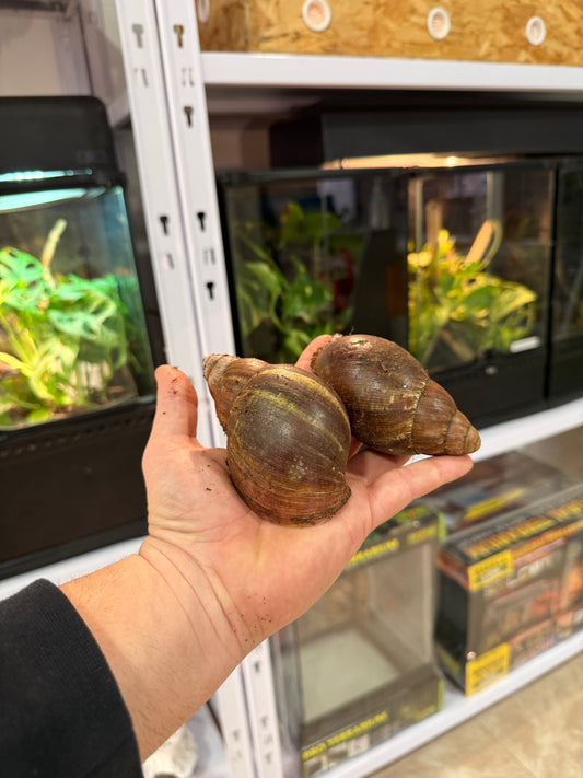 Achatina puylaerti 🐚