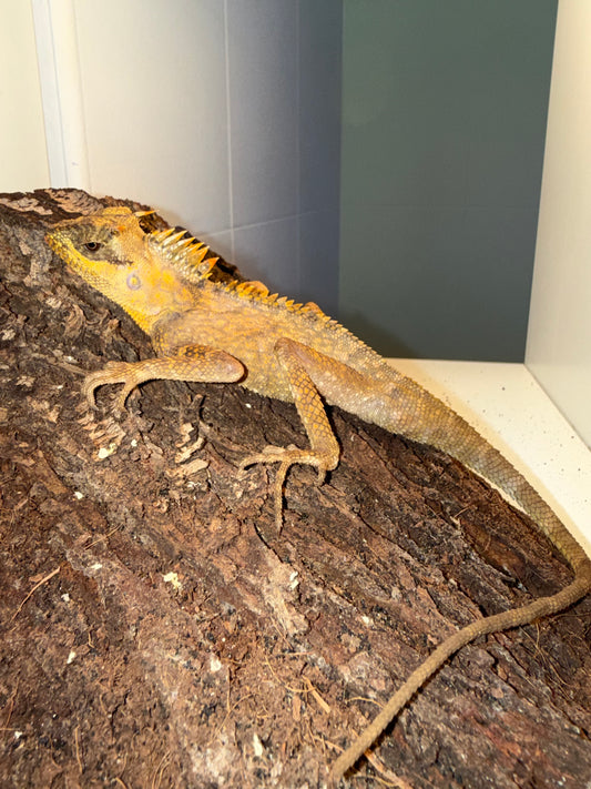 Acanthosaura capra 🦎