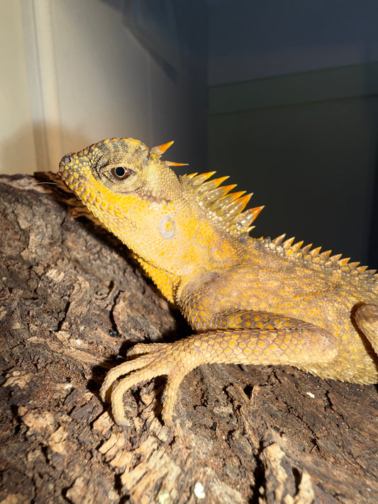 Acanthosaura capra 🦎