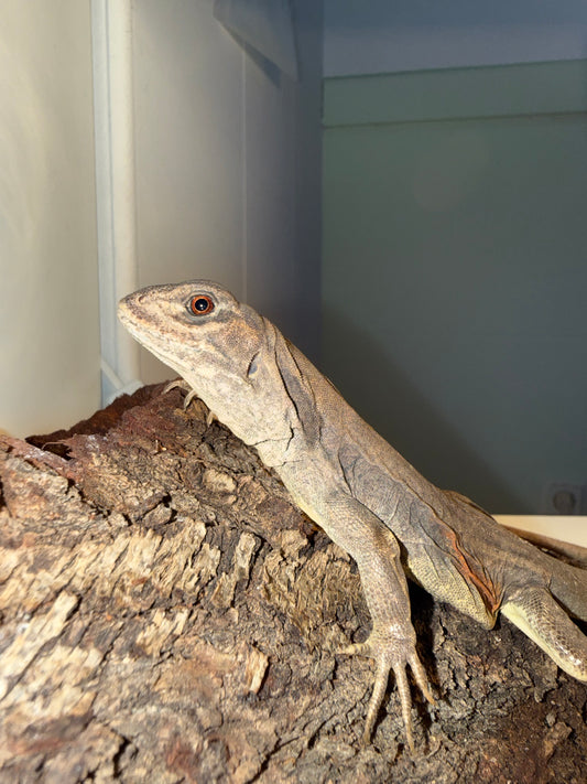 Leiolepis rubritaeniata 🦎