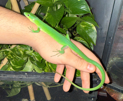 Gastropholis prasina – Lagarto verde arborícola exótico 🦎