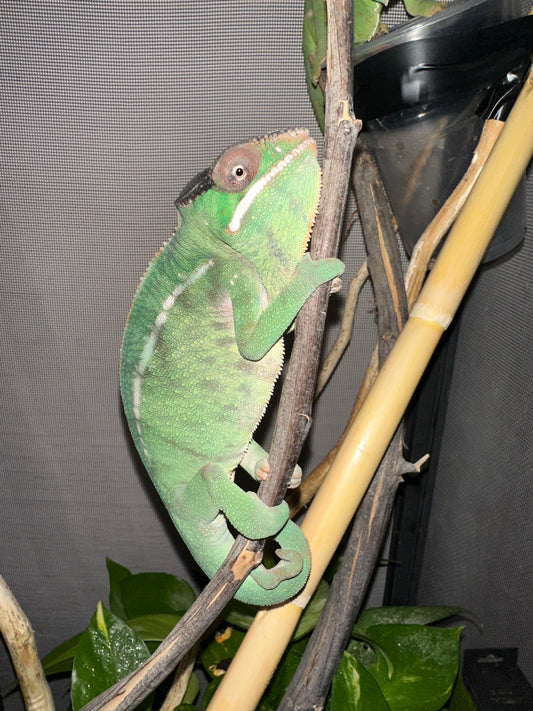 Camaleón Pantera Mitsio (Furcifer pardalis) 💚