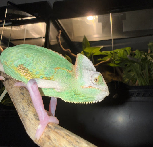 Camaleón Calyptratus Pied Ball (Chamaeleo calyptratus) 💚