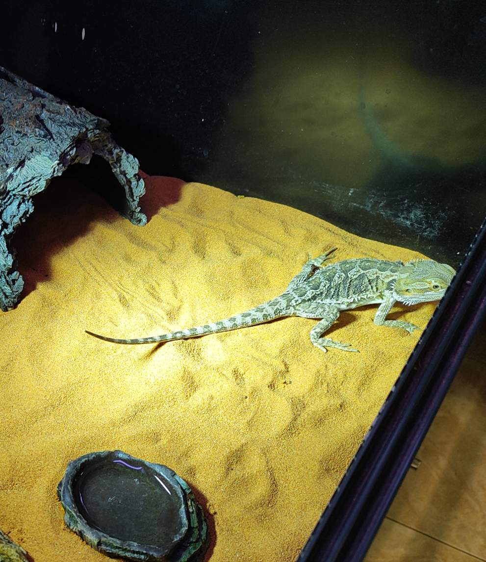 Pogona juvenil
