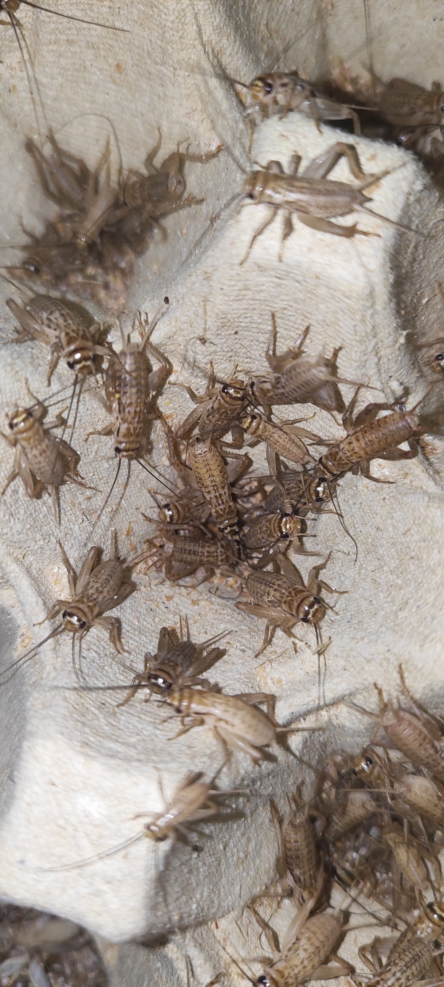Grillo Rubio - Acheta Domesticus