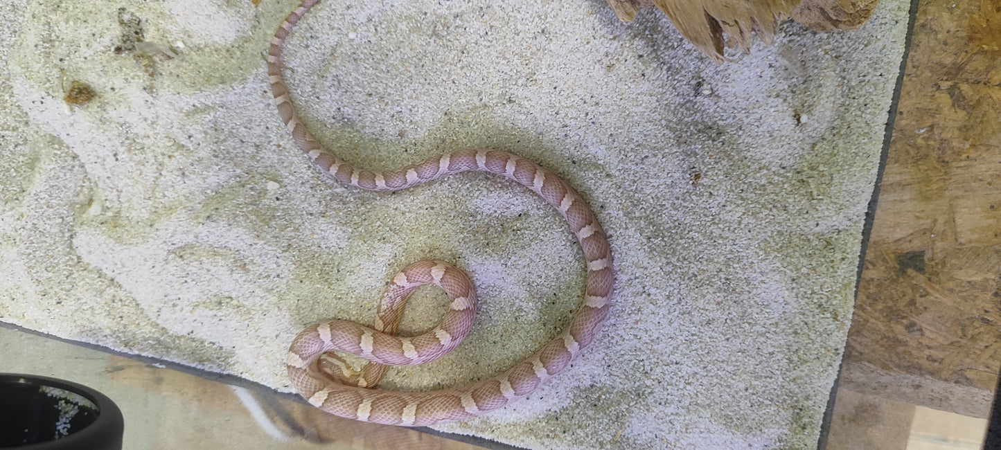 Serpiente del maiz