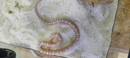 Serpiente del maiz
