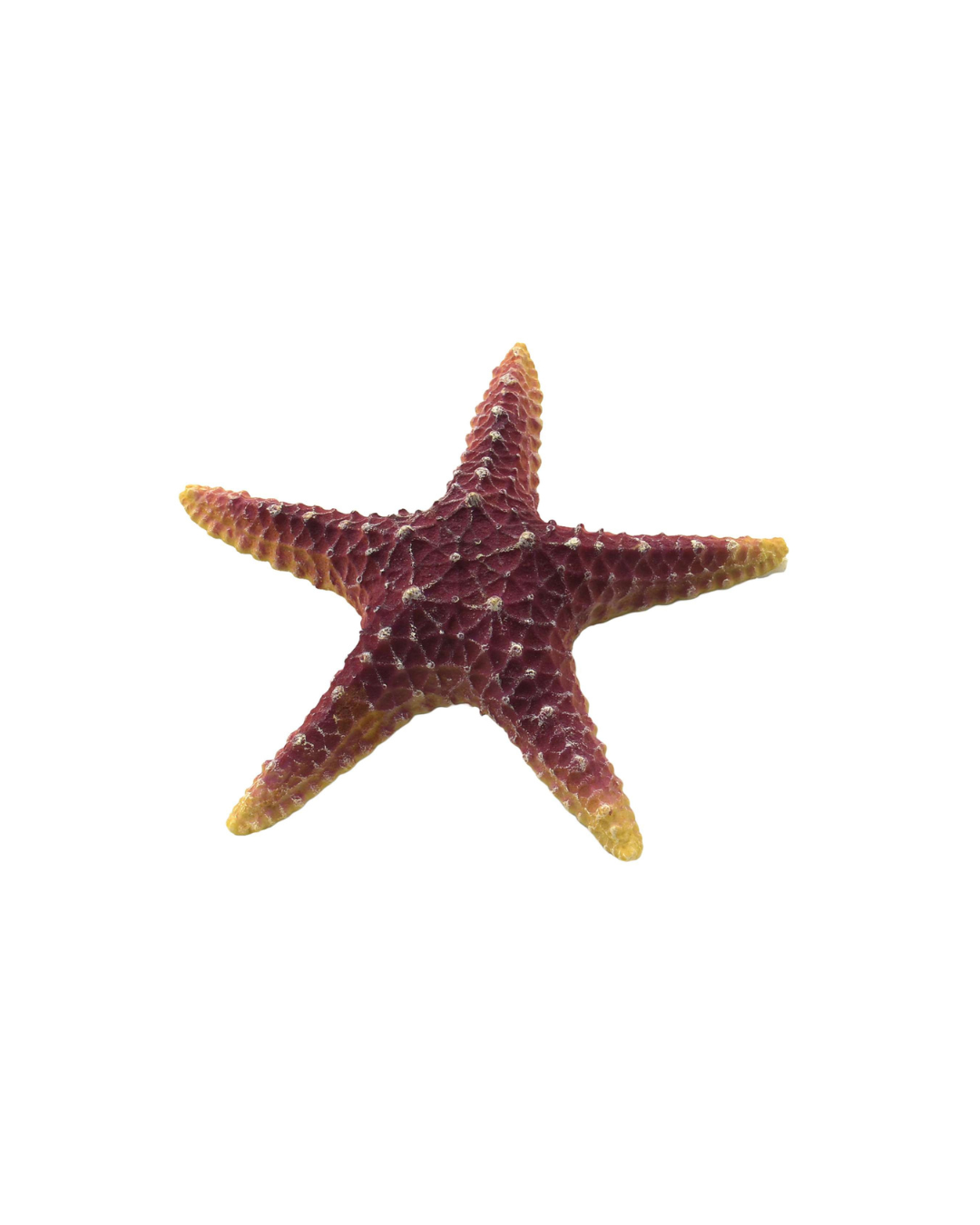 Estrella de Mar Violeta