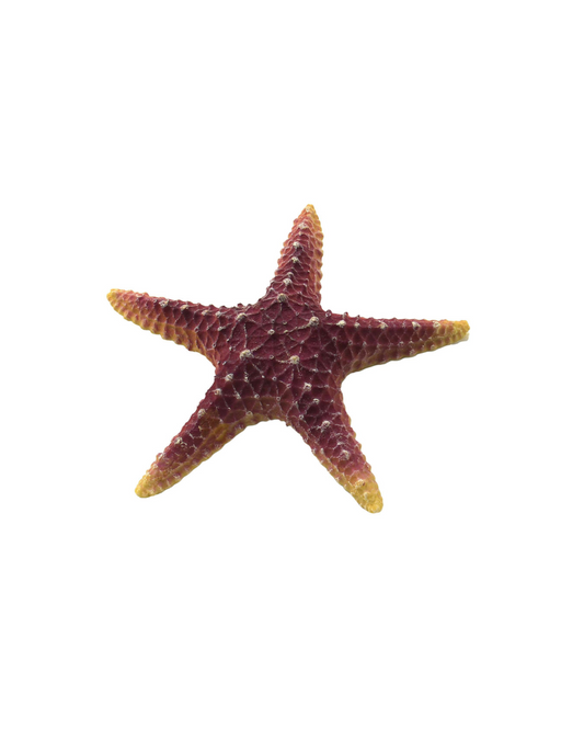 Estrella de Mar Violeta