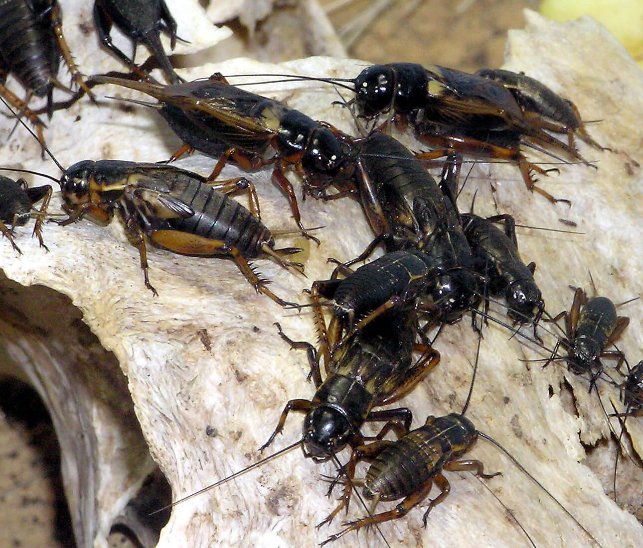 Grillo Negro - Bimaculatus