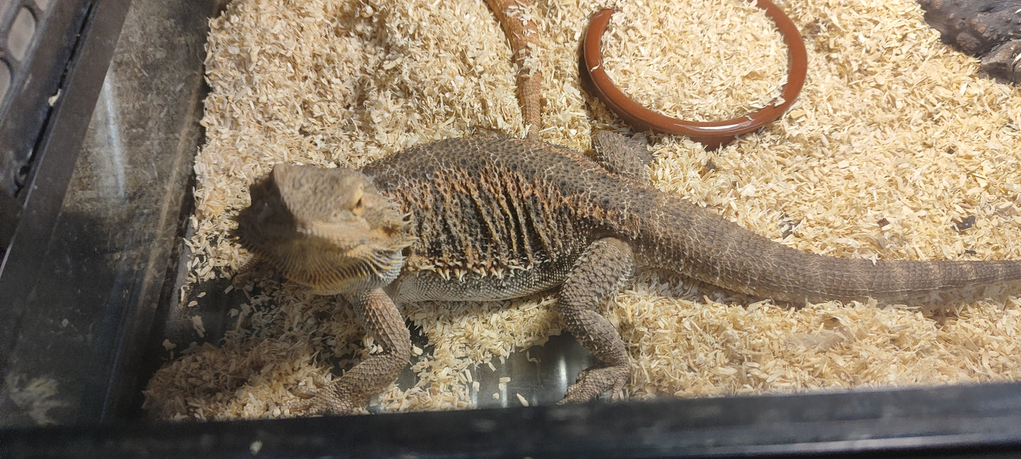Pogona adulta