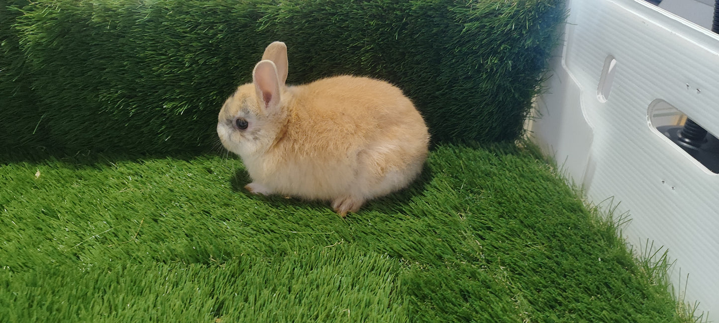 Conejo Toy