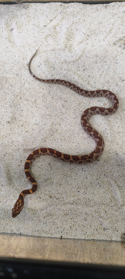 Serpiente del maiz