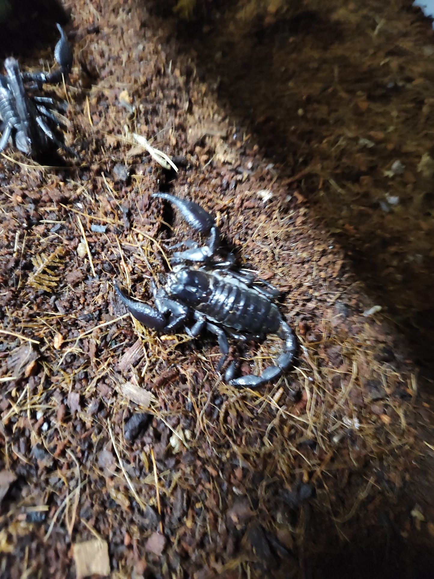 Escorpion cianeus