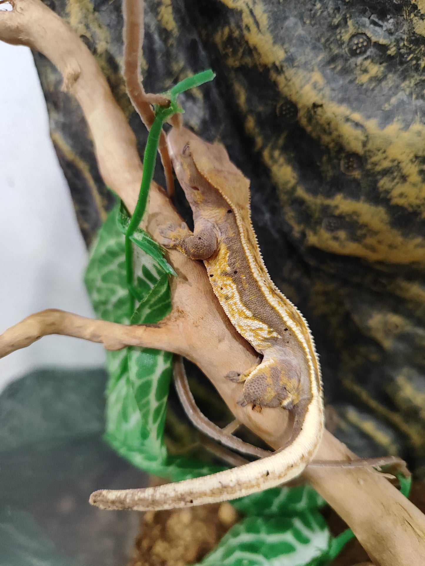 Gecko crestado