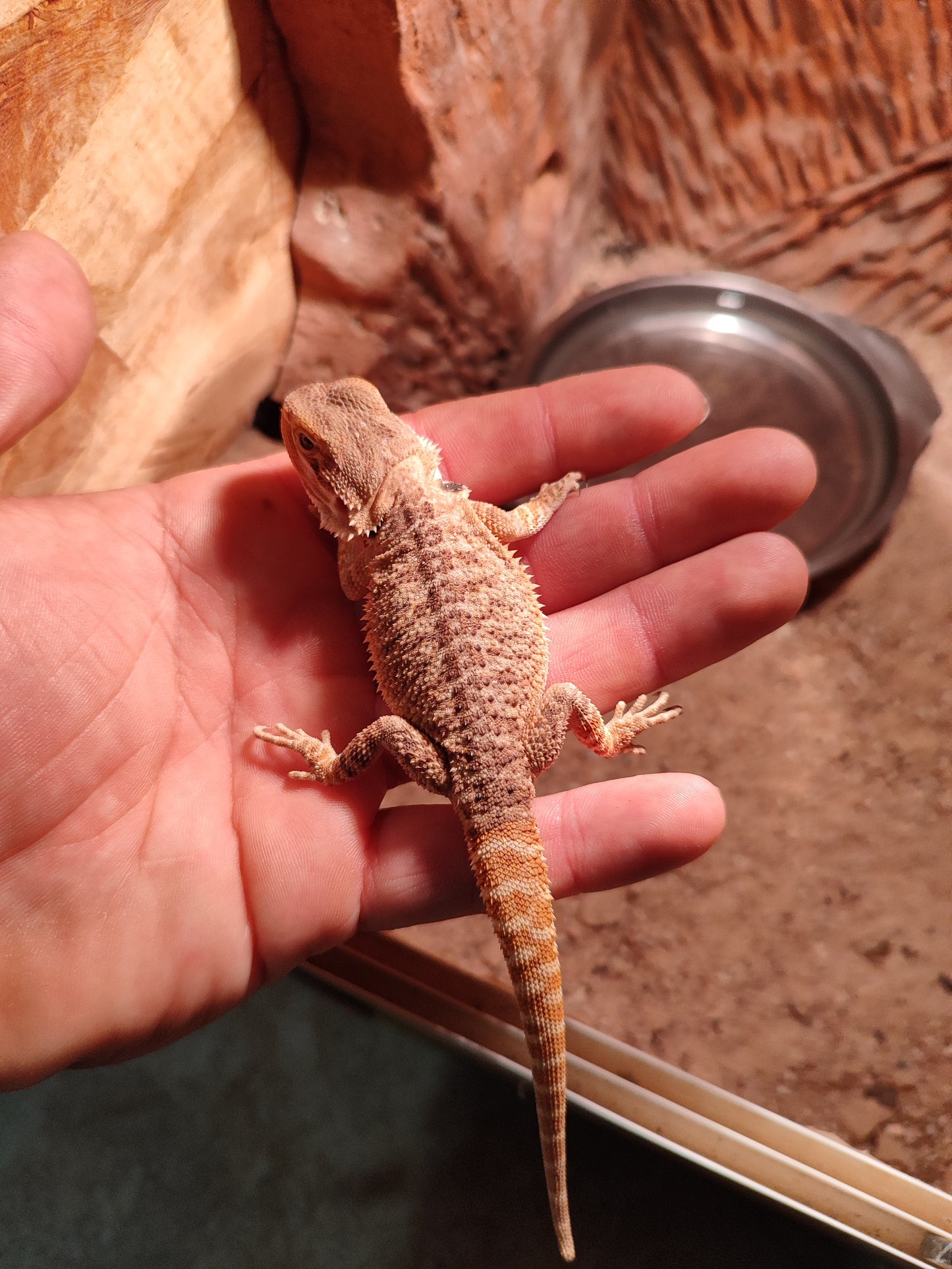 Pogona baby
