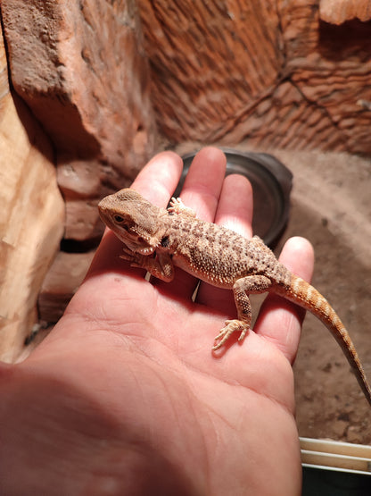 Pogona baby