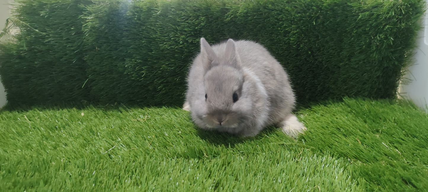 Conejo Toy